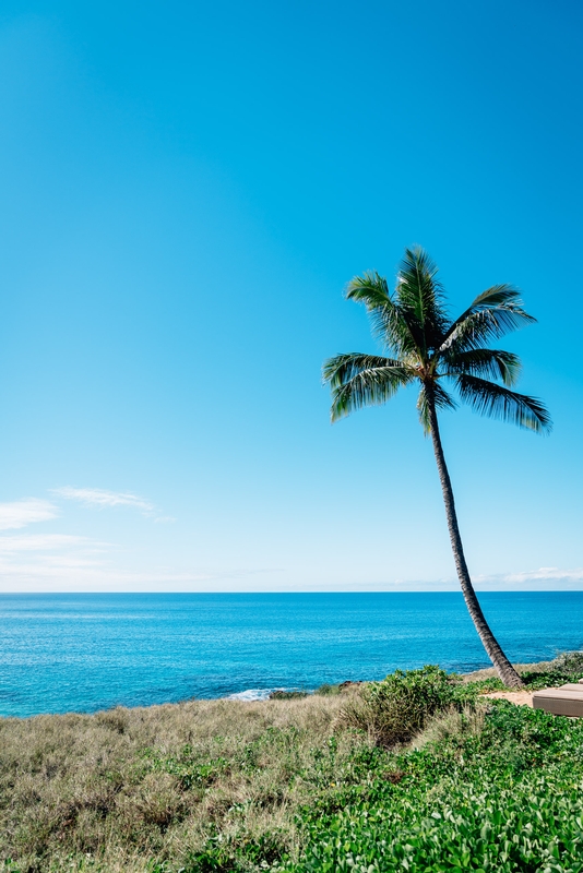 A Lone Palm on Lanai