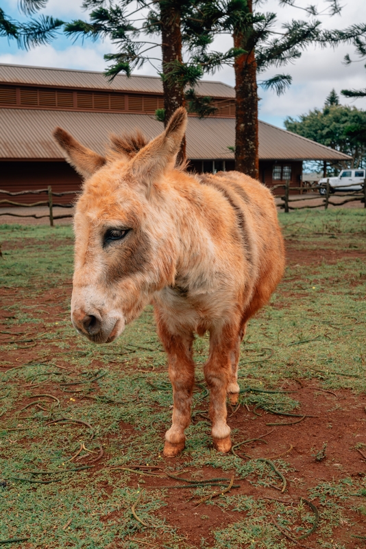 A Miniature Donkey