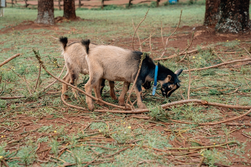 Baby Goats 