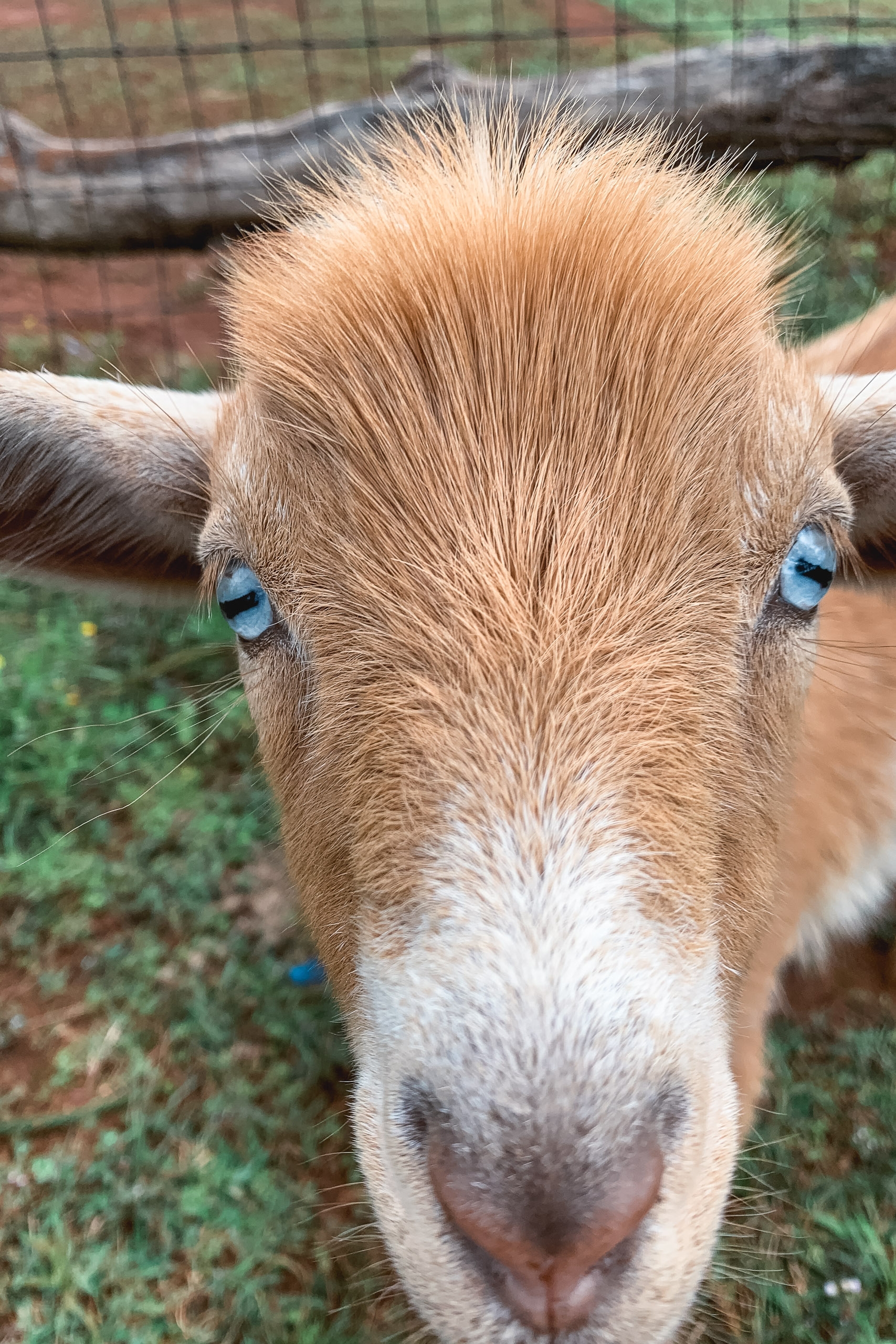 A tan and white goat with striking blue eyes stares directly at the camera in a close-up frontal portrait within an enclosed pen