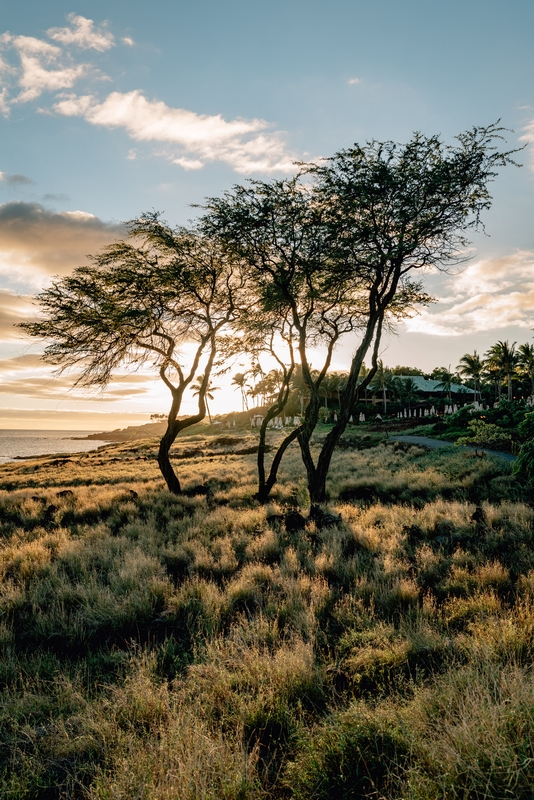 Holopoe Trees at Sunset