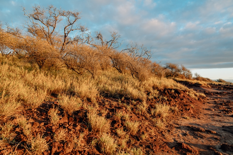 The Scrubby Coast at Sunset