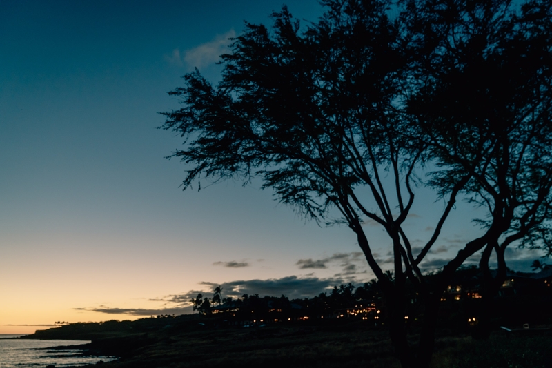 The Trees at Sunset over Lanai