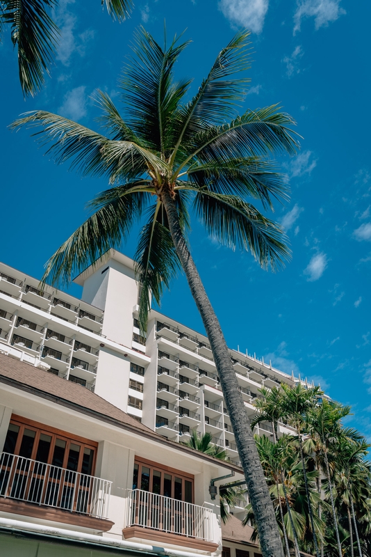 A Lone Palm over the Halekulani