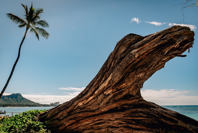 The Ancient Kiawe Tree