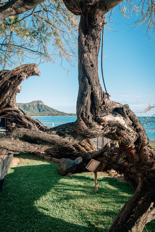 The Kiawe Tree and Diamond Head