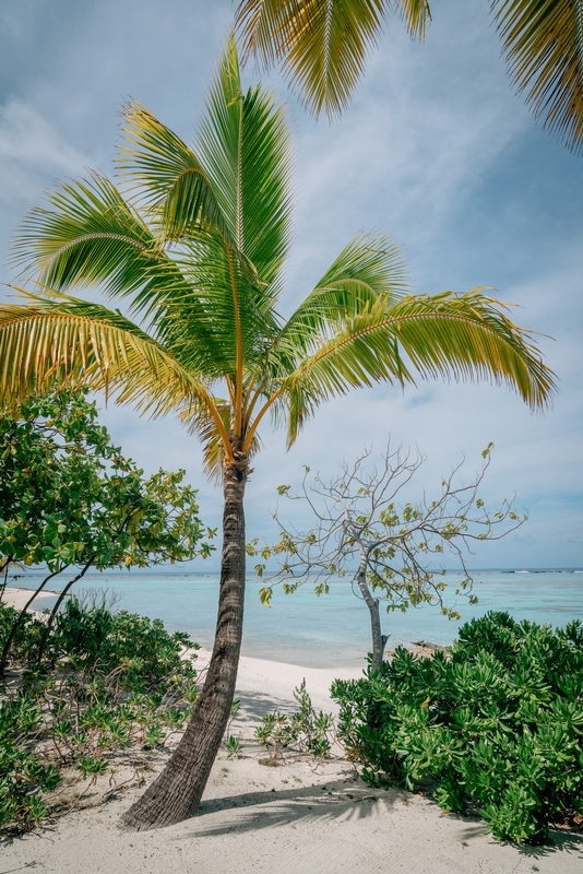 A lone Palm Tree