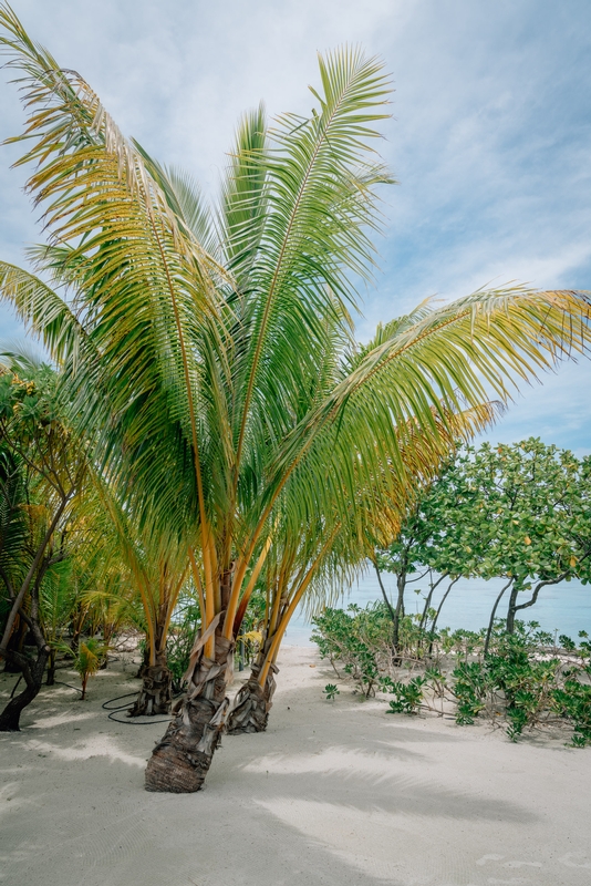 Low Fan Palms