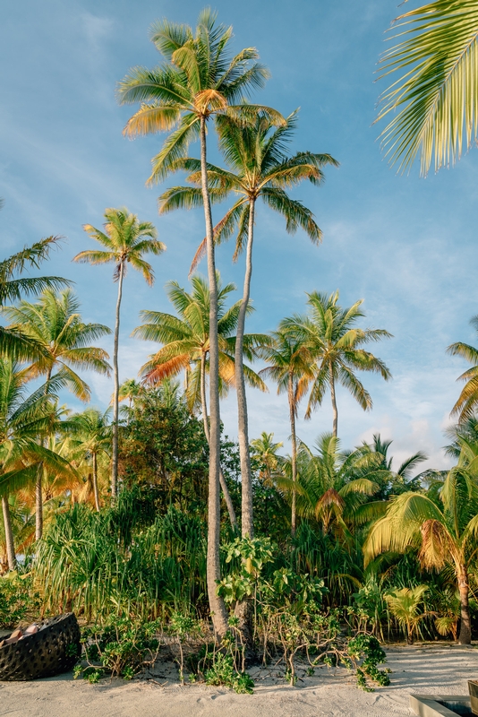 Tall Palms in the Late Afternoon