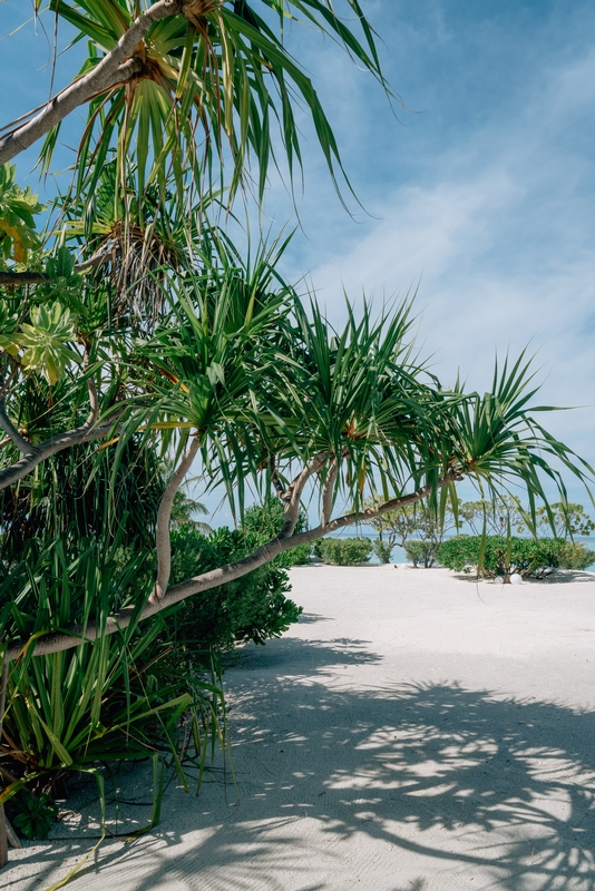 The Palm Lined Path to the Pool and Beach