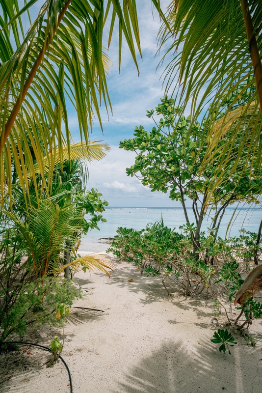 The Path to the Beach