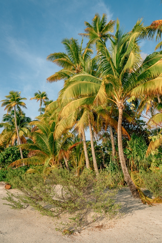 Yellow Palms at Sunset Day 1