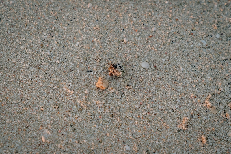 A Tiny Crab