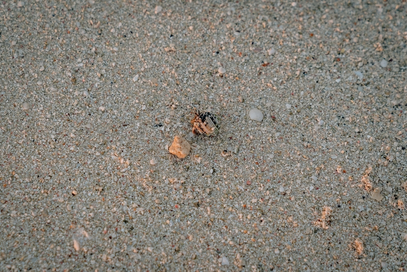 A Tiny Crab