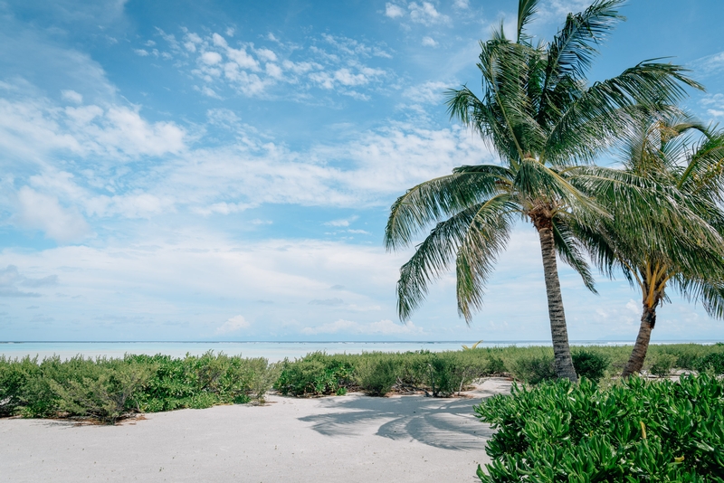 Palm Trees on the Beach