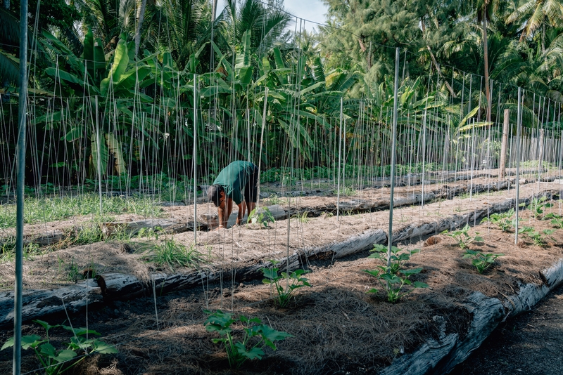 Tending to the Garden