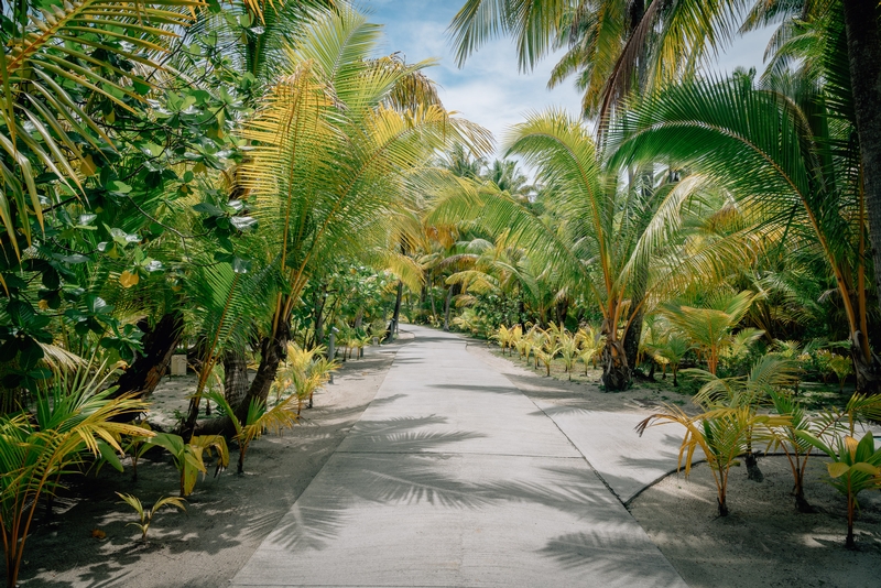 The Road to the Resort