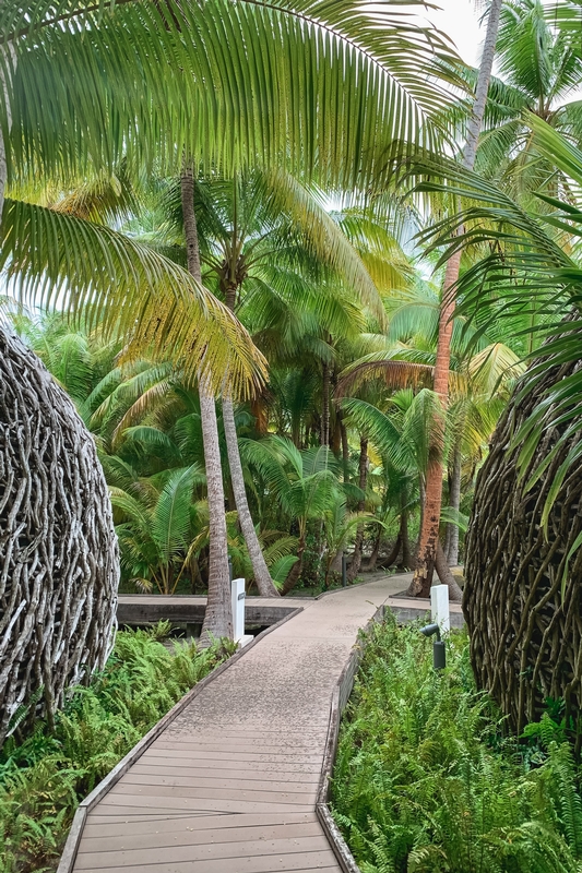 Curved Boardwalk Through Tropical Palms