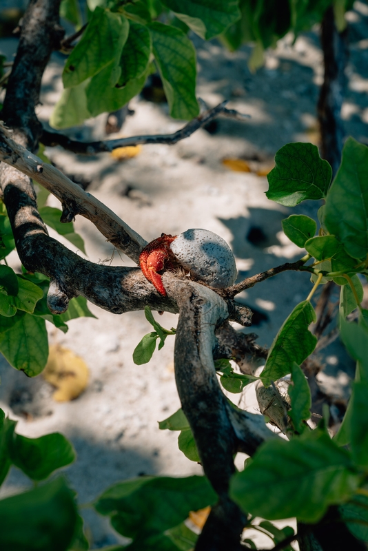 A Crab in a Tree