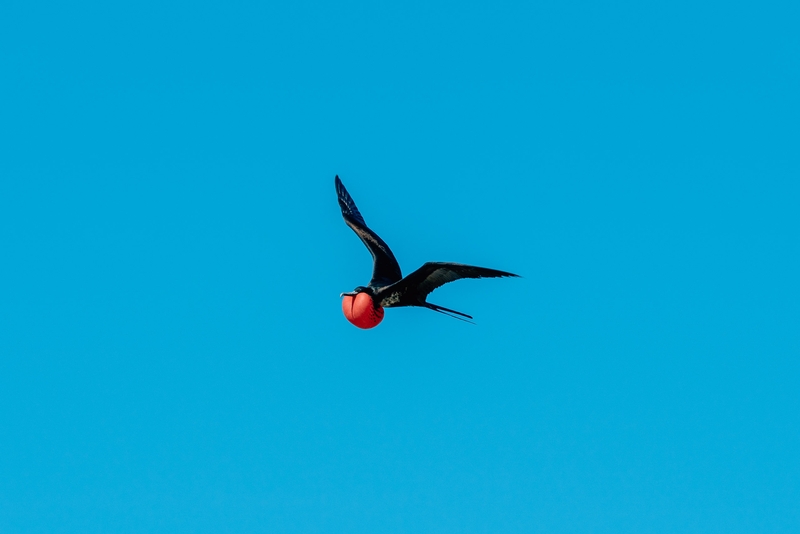 A Showboating Male Frigate Bird
