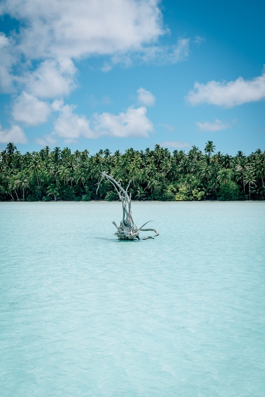 A Sunken Tree