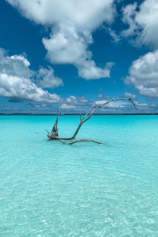 Driftwood In Turquoise Lagoon Waters