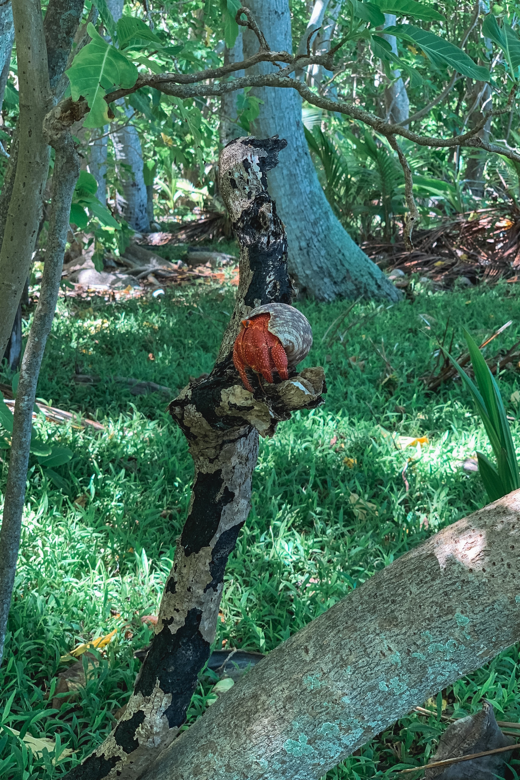 A red and white mushroom or fungal growth protrudes from a dark, weathered tree trunk in a lush green forest understory with fallen logs and dense vegetation