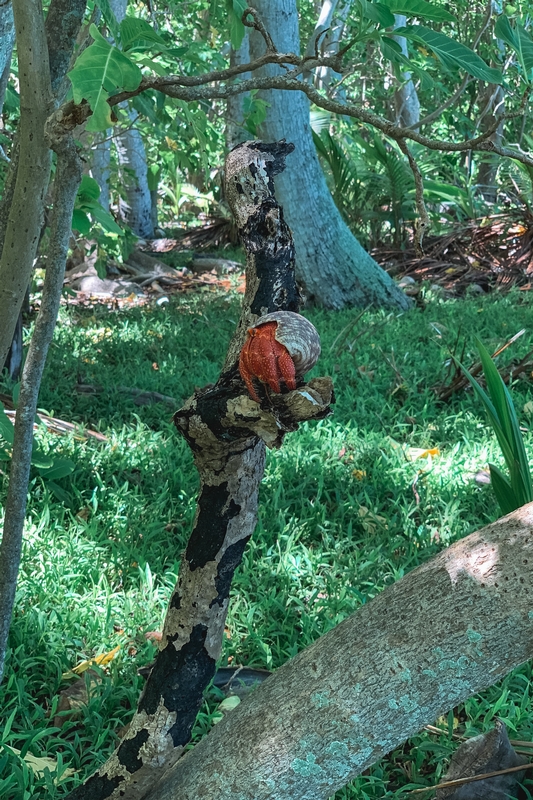 Red and White Mushroom on Forest Trunk