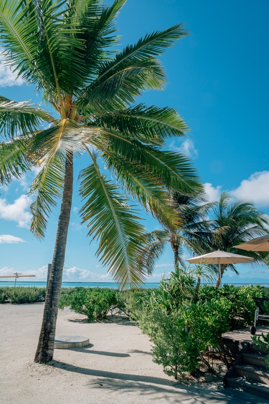 Sunny Morning Palms on the Main Beach