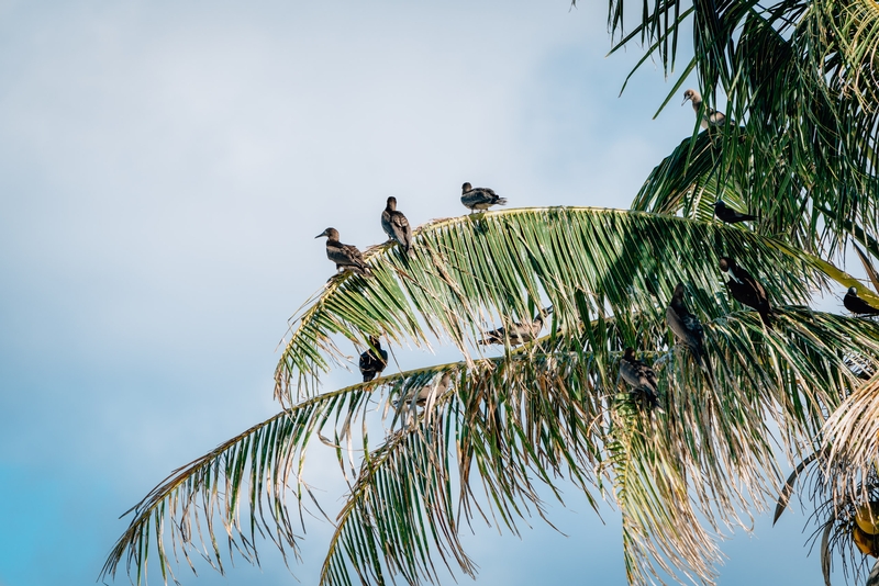 The Birds of Bird Island Part II