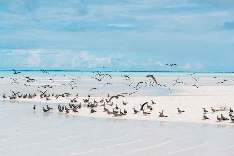 The Birds of Bird Island