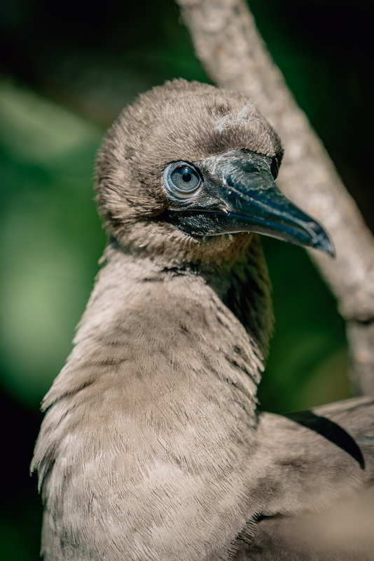The Brown Booby of Polynesia