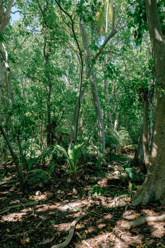 The Dense Forest 