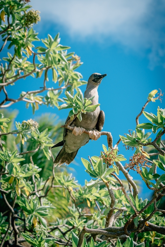 The Tahitian Brown Booby From Below