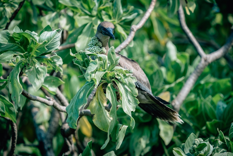 The Tahitian Brown Booby in a Tree - Wide