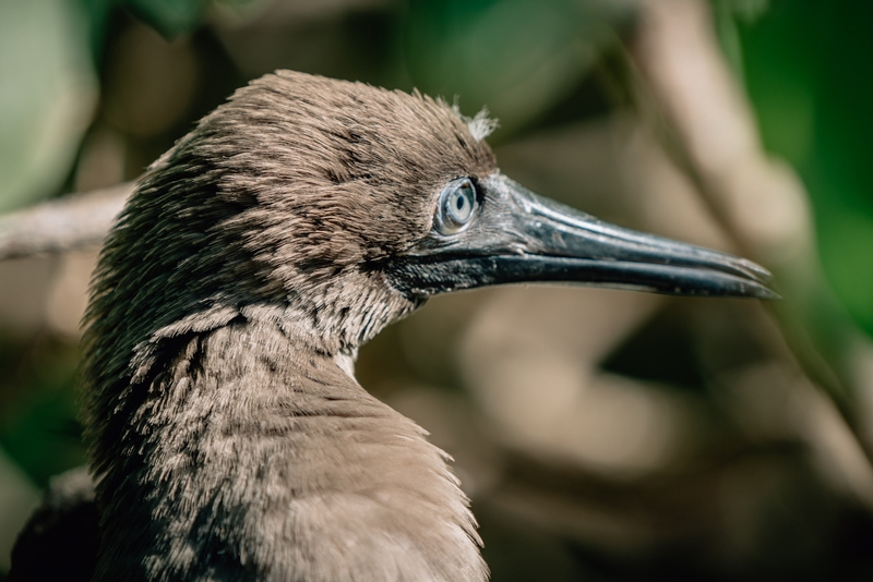 The Tahitian Brown Booby Up Close