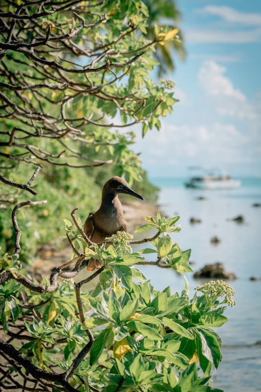The Tahitian Brown Booby with our Boat