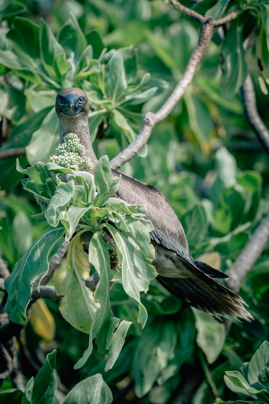 The Tahitian Brown Booby