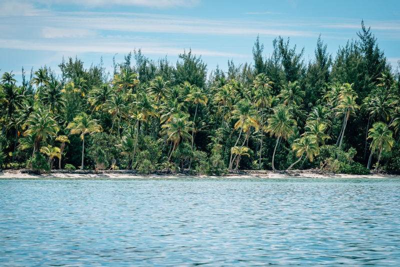 Thick Palms Seen from the Boat