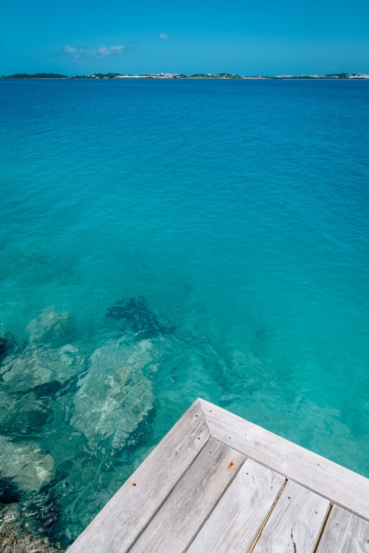 A Parrot Fish in Castle Harbor