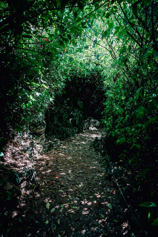 A Tunnel of Trees Part II