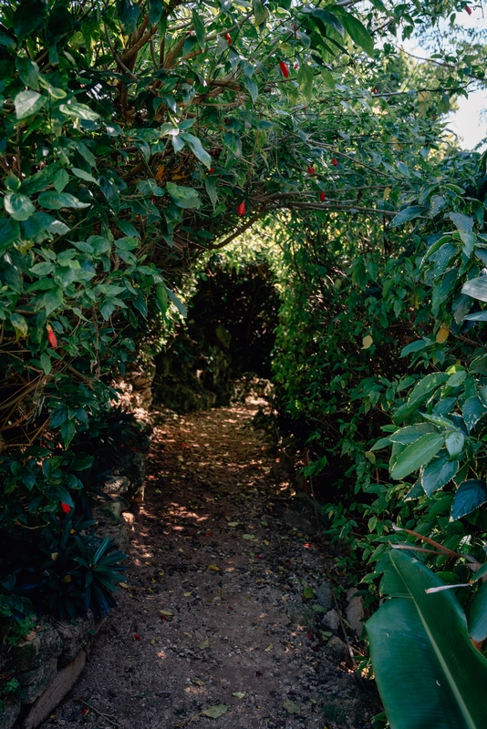 A Tunnel of Trees