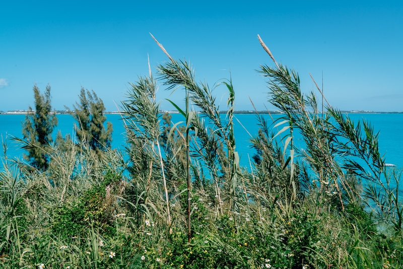 Waterfront Greenery