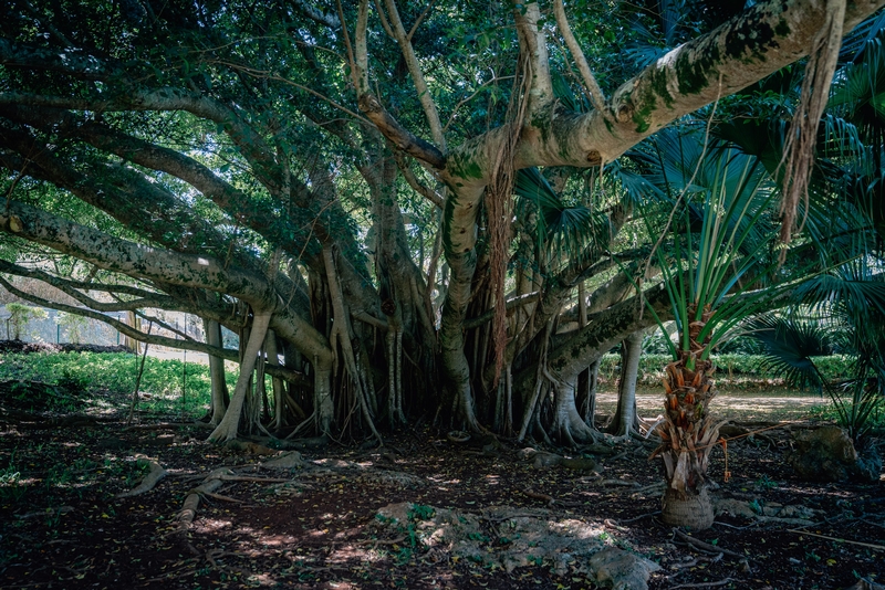 The Banyan Tree Outside the Caves