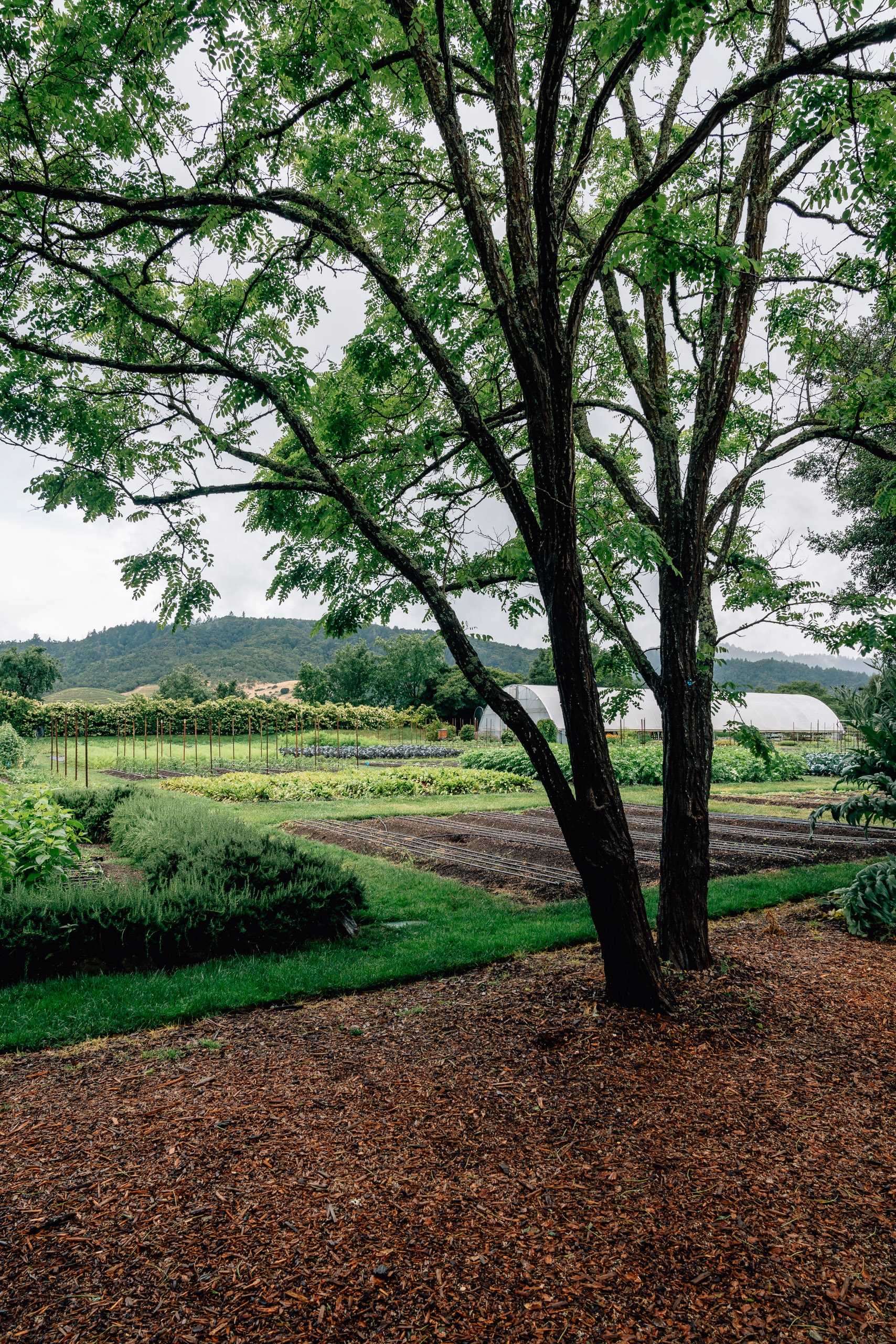 Twin dark-trunked trees with lush green foliage frame a rural agricultural landscape of vineyards, cultivated fields, and distant hills under overcast sky