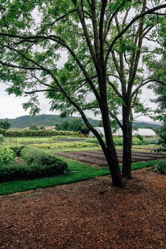 Twin Trees Frame Rural Vineyard Landscape