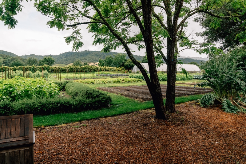 Vineyard Landscape Framed by Forest Hills