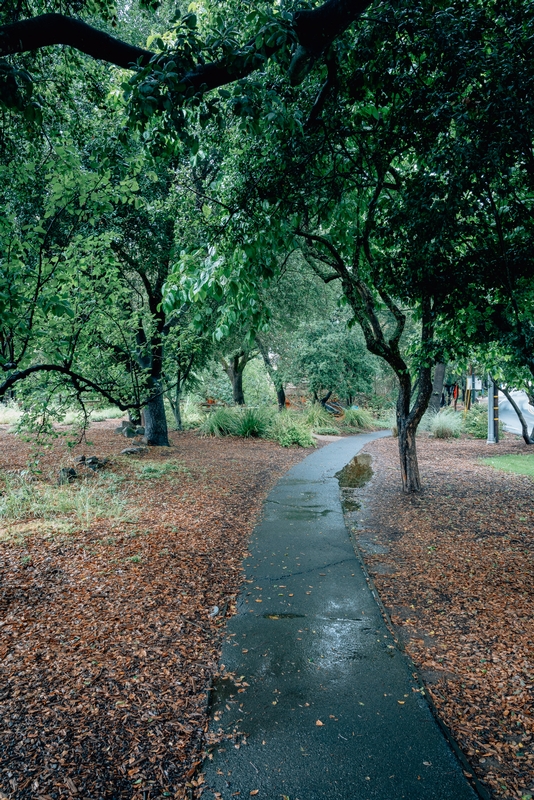 Wet Pathway Through Tree-Lined Park