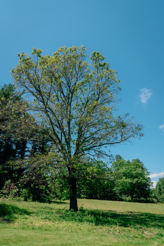 Ward Pound Ridge Reservation - 2019-0526-DSC06118