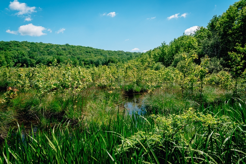 Ward Pound Ridge Reservation - 2019-0526-DSC06120